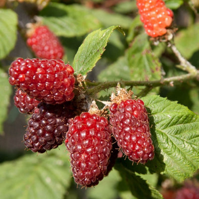 You Garden Yougarden Pair Of Tayberry Plants In 1.7 Litre PotsHybrid Fruit Bushes from B&Q