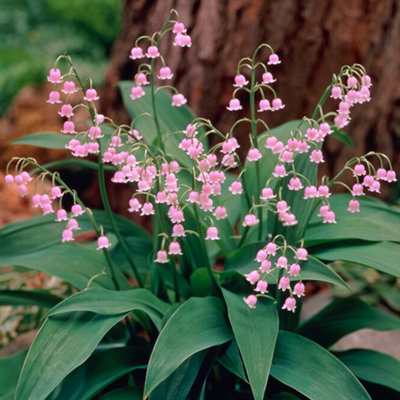 You Garden Yougarden Lily Of The Valley PinkEstablished Plant In A 9Cm PotReady To Plant from B&Q