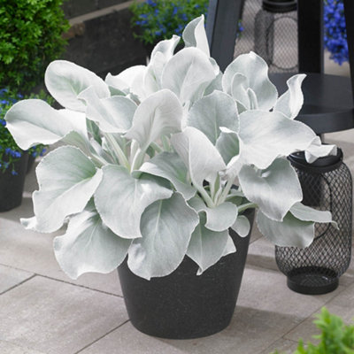 You Garden YougardenPair Of Senecio Angel Wings Established Plants In 9Cm Pots from B&Q