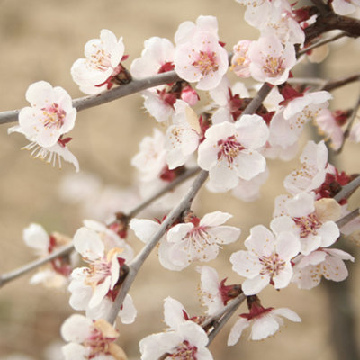 You Garden Yougarden Japanese Cherry Kojo-No-Mai StandardsPair Of 90Cm Prunus Trees3 Litre PotsYear-Round InterestGreat For Pots And from B&Q