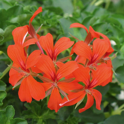 You Garden Decora Balcony Trailing Red Geranium X 24 from B&Q