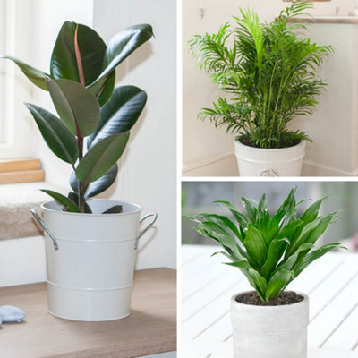 You Garden Yougarden Houseplants Collection Of Three Varieties3 X 12Cm PotsReady To Display Indoor Plants from B&Q