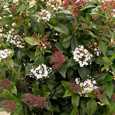 You Garden Pink/White/Purple Yougarden Viburnum 'Eve Price', Established Plant In Pot, Ready To Plant Shrub, Early Season Flowering, Evergreen Foliage 9Cm