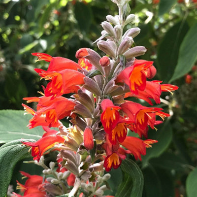 You Garden Yougarden Colquhounia 'nepalese Flame'3 X Established Plants In 9Cm PotsExotic Garden ColourLate Summer FloweringHardy Shr from B&Q