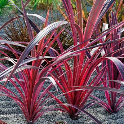 B&Q -  Yougarden Cordyline 'pink Passion'Exotic Foliage Plant9Cm Potted PlantReady To PlantPatio Garden Colour