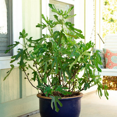 You Garden Yougarden Ficus 'little Miss Figgy'2 X Dwarf Fig Trees9Cm PottedReady To PlantHardy And CompactGreat For Small Gardens A from B&Q
