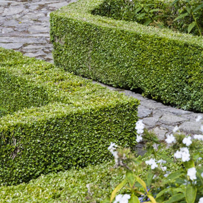 You Garden Yougarden Box Hedging Pack12 X Plants In 9Cm PotsBuxus Sempervirens from B&Q
