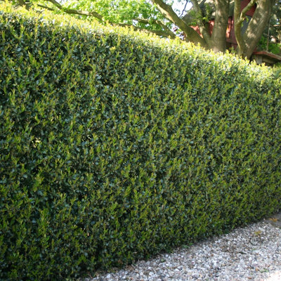You Garden Yougarden Ilex Crenata 'green Hedge' In 9Cm PotsSet Of 12 Hedging Plants For GardensPerfect For Creating Secret GardensEverg from B&Q