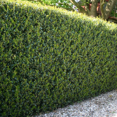 You Garden Yougarden Ilex Crenata 'green Hedge' In 9Cm PotsSet Of 48 Hedging Plants For GardensPerfect For Creating Secret GardensEverg from B&Q