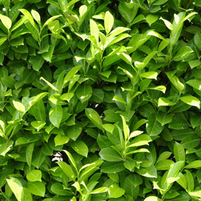 You Garden Yougarden Cherry Laurel HedgingPrunus Laurocerasus24 X 9Cm PotsReady To Plant from B&Q