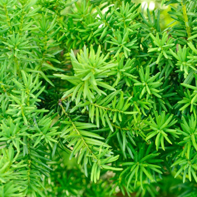 You Garden Yougarden Yew Hedging PlantsTaxus Baccata12 X 9Cm Pots 25-35Cm TallEvergreenReady To Plant from B&Q