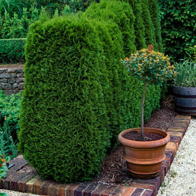 You Garden Yougarden Thuja Occidentalis 'smaragd' In 9Cm Pots X 12White Cedar Shrubs For GardensGarden Ready Potted Shrubs For Patios from B&Q