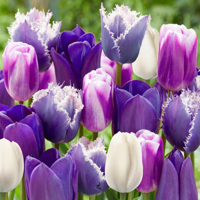 Yougarden Purple Tulip 'Paradise Mix' X40 Bulbs - Image 6