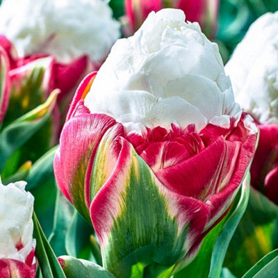 B&Q -  Novelty Premium Tulip 'ice Cream' Spring Flowers20 X BulbsSize 11+ For Autumn Planting - Image 3