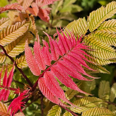 You Garden Yougarden Sorbaria 'crimson Feather'9Cm Potted Shrub Ready To Plant Hardy Colourful Foliage Garden Border Plant from B&Q