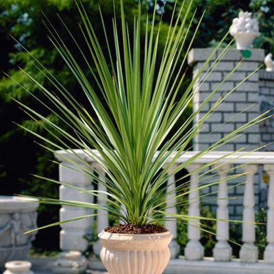 Yougarden Pair Of Cordyline Australis Torbay Palm Green 60-70Cm Tall Plants In 17Cm Pots from B&Q