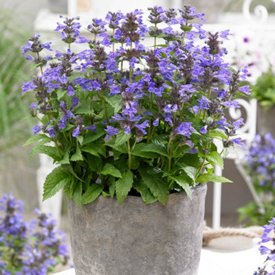 Yougarden Nepeta 'neptune'Established Plant In 9Cm PotReady To Plant from B&Q