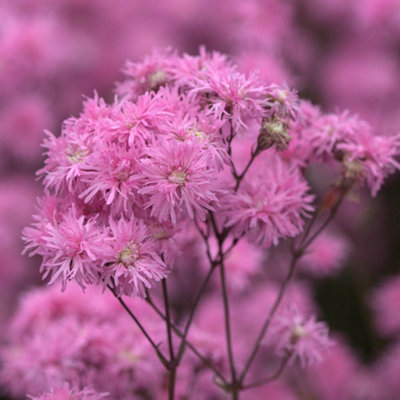 Yougarden Lychnis 'petite Jenny'Compact Perennial With Double Soft Pink Blooms9Cm PottedIdeal For Uk Gardens from B&Q