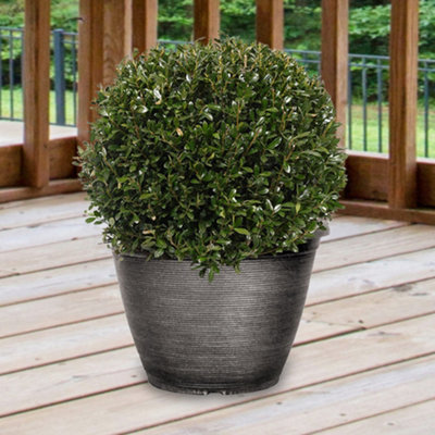 Yougarden Dark Ilex Crenata Japanese Holly Topiary Ball Diameter, 21Cm Pot, Ready To Plant, Stylish Garden Feature 25Cm