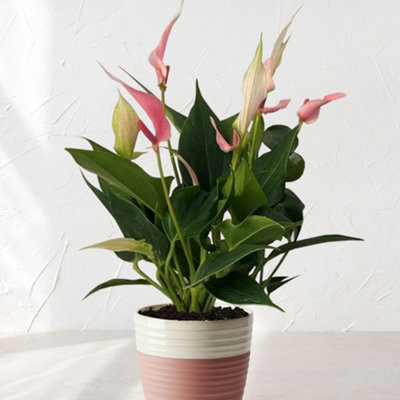 Yougarden Anthurium 'lilli'Flamingo Flower In 17Cm BowlPink SpathesEasy Care Indoor Houseplant from B&Q