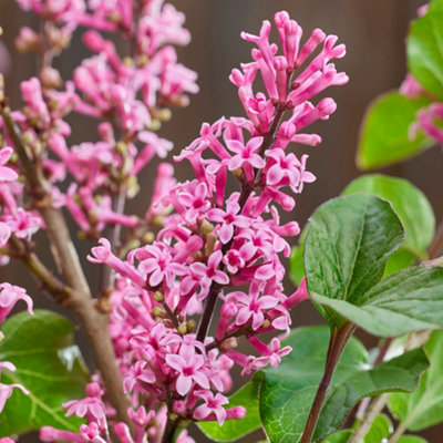 Yougarden Lilac 'little Rosie' Standard TreeEstablished Plant In 3L Pot90Cm TallReady To PlantCompact Lilac For Patio Cont from B&Q
