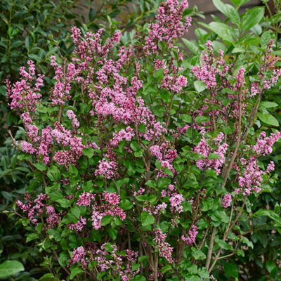 Yougarden Lilac 'little Rosie' Standard Trees2 X Established Plants In 3L Pots90Cm TallReady To PlantCompact Lilacs For Pa from B&Q