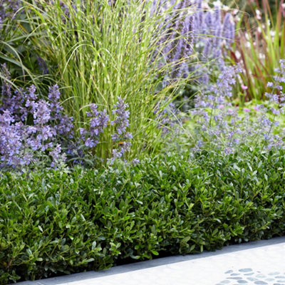 Yougarden Ilex Crenata 'luxus'Evergreen Box Hedge Alternative48 X 9Cm PotsCompact Hardy Disease Resistant from B&Q