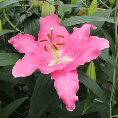 You Garden Yougarden Lily 'dinner Plate Binasco'5 X Bulbs Size 14/16Giant Oriental Pink WhiteFragrant Hardy Perennial from B&Q