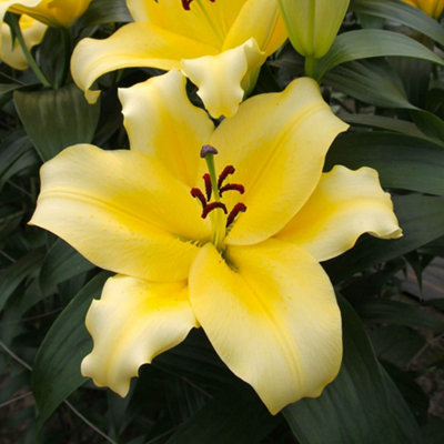 You Garden Yougarden Lily 'dinner Plate Monchique'5 X Bulbs Size 14/16Lemon YellowFragrantOriental Hardy Perennial from B&Q
