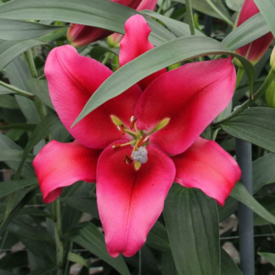 You Garden Yougarden Lily 'dinner Plate Red Desire'5 X Bulbs Size 14/16Crimson Fragrant Oriental Hardy Perennials from B&Q