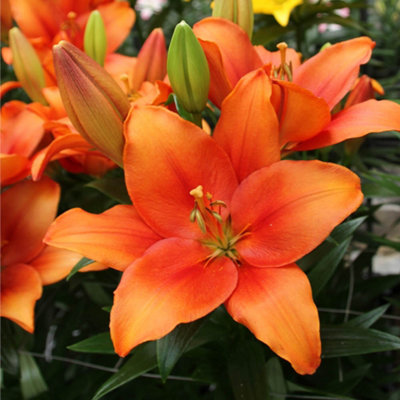 Yougarden Lily 'amber Waves'10 X Bulbs Size 14/16Marmalade Orange La HybridSummer FloweringHardy Perennial from B&Q
