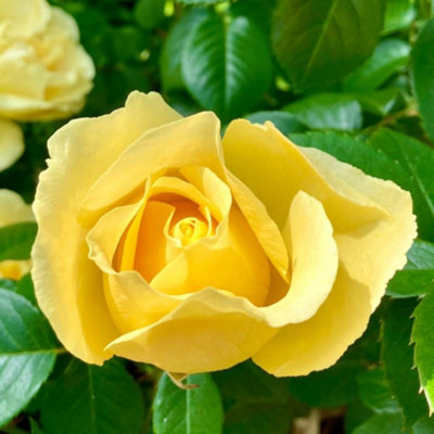 Yougarden Harkness Rose 'golden 50Th Wedding Anniversary'  In 4 Litre Pot from B&Q