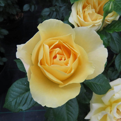 Yougarden Harkness Roses Sarah's Rose1 X 4 Litre PotYellow Flowering Floribunda Bush Rose from B&Q