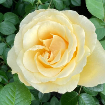 Yougarden Harkness 'fab At 65'  Birthday Rose1 X 4 Litre PottedYellow Scented Garden Gift Rose from B&Q