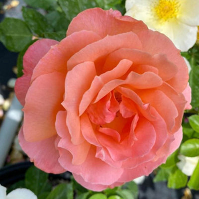 Yougarden Harkness Roses Daniel's RoseEstablished Potted Rose In 4 Litre PotReady To Plant Fragrant Roses For PotsBeds Or BordersFlo from B&Q