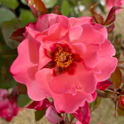 Yougarden Harkness Rose 'alissar Princess Of Phoenicia'Established Rose Plant In 4 Litre PotReady To Plant In PotsBedsAnd Borders from B&Q