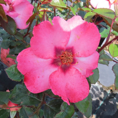 Yougarden Harkness Roses Patricia's Rose4 Litre Potted ShrubCreamy Peach Ruby EyeReady To PlantGarden Colour from B&Q