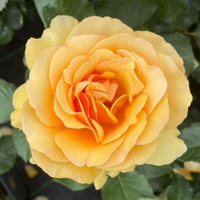 You Garden Harkness Roses 'emerald Wedding 55Th Anniversary'  Rose4 Litre Potted Amber Flowers Sweet Scent Ready To Plant Garden Shrub from B&Q