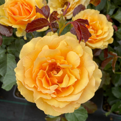 Yougarden Harkness Roses Robert's RoseEstablished Plant In 4 Litre PotReady To PlantFragrant Amber Yellow FlowersGrow In Patio Pots, from B&Q