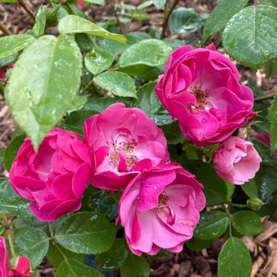 Yougarden Angela's Rose1 X 4 Litre PotReady To Plant from B&Q
