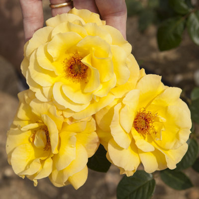 Yougarden Rose Arthur BellEstablished Plant In 4 Litre PotReady To Plant Rose For Summer To Autumn FlowersYellow Flowering G from B&Q