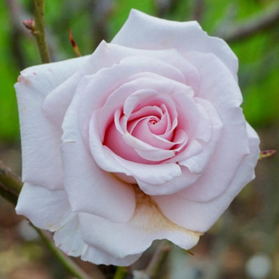 Yougarden Harkness Rose 'lovingly Remembered'1 X 4 Litre PotShell Pink Fragrant Repeat Flowering ShrubReady To Plant from B&Q