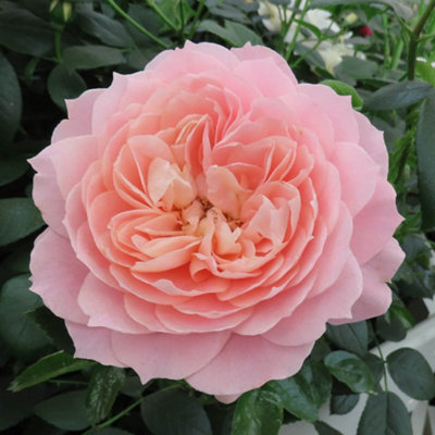 Yougarden Harkness Roses Denise's Rose4 Litre Apricot Orange FragrantRepeat Flowering FloribundaReady To Plant from B&Q