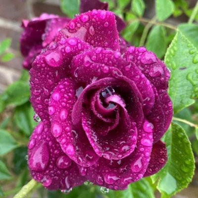 Yougarden Rose Burgundy Ice In 4 Litre Pot from B&Q