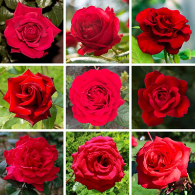 Yougarden Red RoseEstablished Rose Plant In 4 Litre PotReady To Plant Rose For PotsBedsOr Borders from B&Q