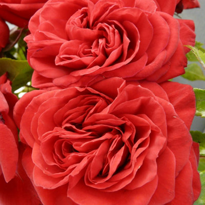 Yougarden Harkness Roses Mark's Rose4 Litre PotEstablished Deep RedRepeat Flowering Garden Shrub Patio Ready To Grow from B&Q