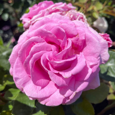 Yougarden Harkness RosesSusan's RoseEstablished Rose In 4 Litre Pot from B&Q
