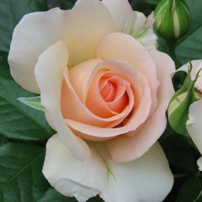 Yougarden Harkness Rose 'at Peace Apricot' Established Rose In 4 Litre PotReady To PlantFor PotsBedsAnd Borders from B&Q