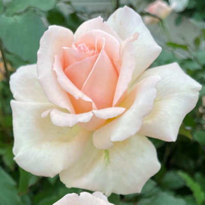 Yougarden Harkness Rose 'platinum 70Th Wedding' Established Rose In 4 Litre PotReady To Plant from B&Q