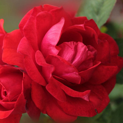 You Garden Harkness Rose 'to My Wonderful Husband' ™Established Plant In 4 Litre PotReady To PlantFor Garden BedsBordersAnd PotsB from B&Q